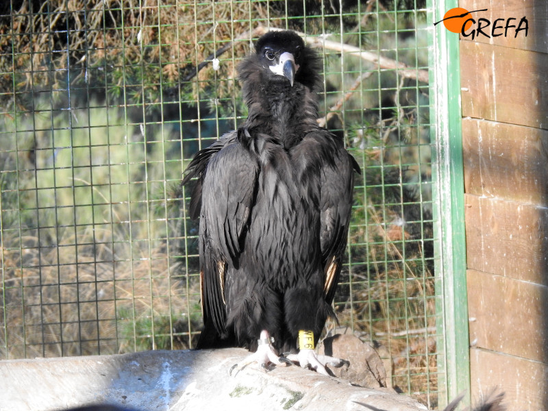 Imponente pose del buitre negro "Babieca" de frente, dentro del jaulón de aclimatación de Huerta de Arriba (Burgos).