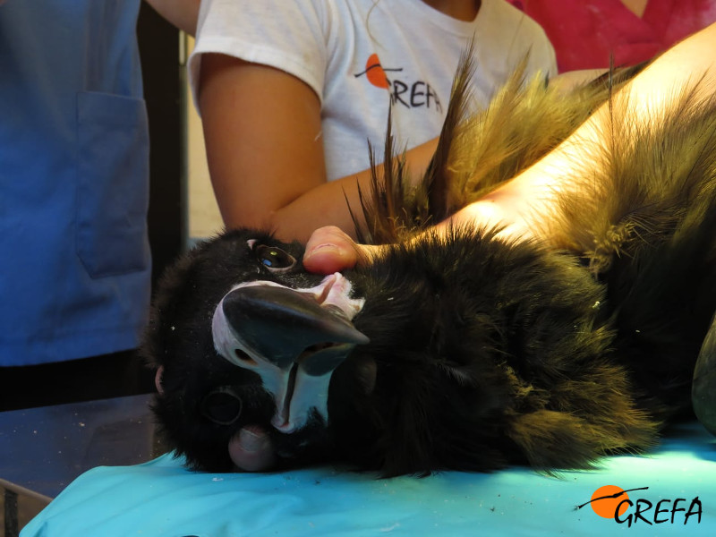 "Babieca" durante un chequeo veterinario en el centro de cría del buitre negro de GREFA.