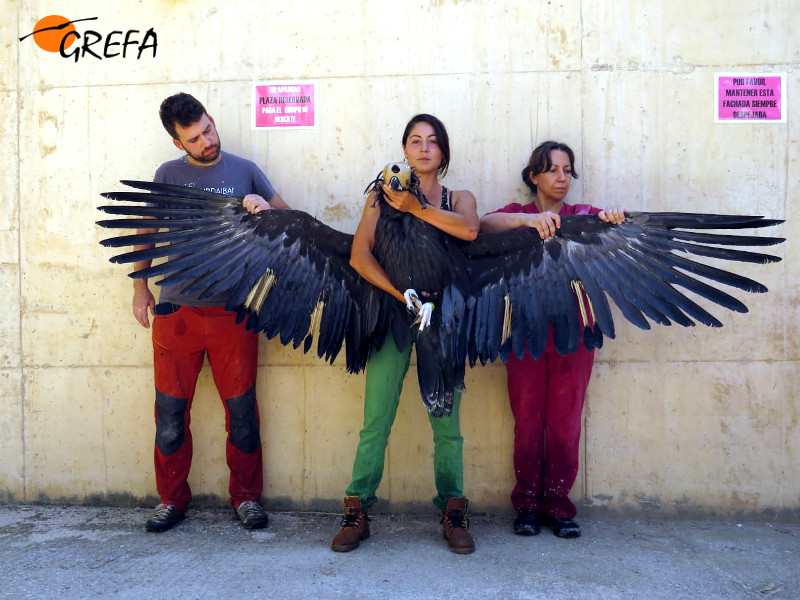 Las alas desplegadas de "Babieca" muestran la extraordinaria envergadura de este animal.