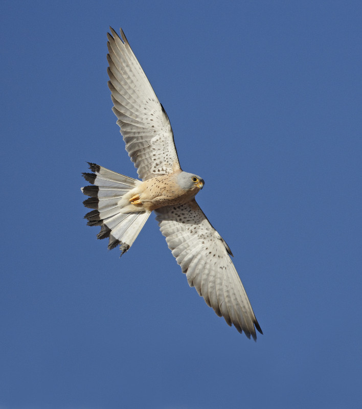 Macho adulto de cernícalo primilla en vuelo.