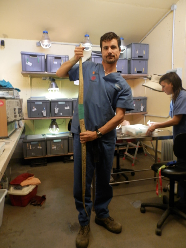 En la fotografía se aprecia el gran tamaño de la culebra bastarda que entró en nuestro hospital de fauna.