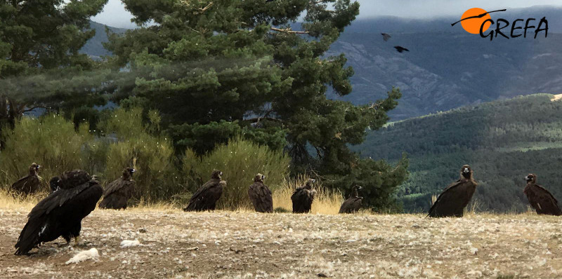 Varios buitres negros tras ser liberados ayer en la Sierra de la Demanda, en un monte cercano a la zona de suelta.