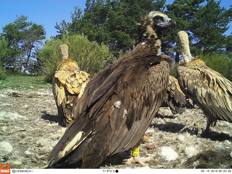 Imagen de fototrampeo de "Arpín", uno de los buitres negros liberados en la Sierra de la Demanda en 2017, que actualmente permanece fiel al punto de liberación