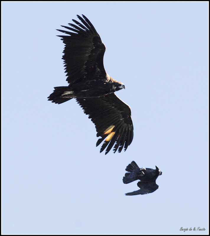 El buitre negro "Arenilla", otro de los ejemplares liberados en 2017, fotografiado en vuelo en Huerta de Arriba (Burgos), junto a un cuervo.