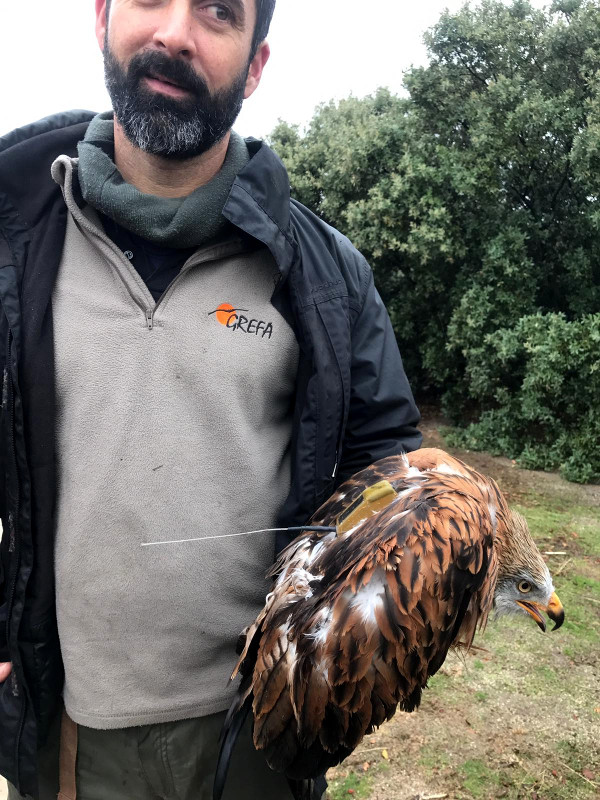 Uno de los milanos reales liberados hoy, con el emisor GPS que lleva al dorso visible.