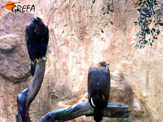 Águilas reales irrecuperables en un recinto que puede ser visitado por quienes acuden a GREFA a conocer nuestro trabajo.