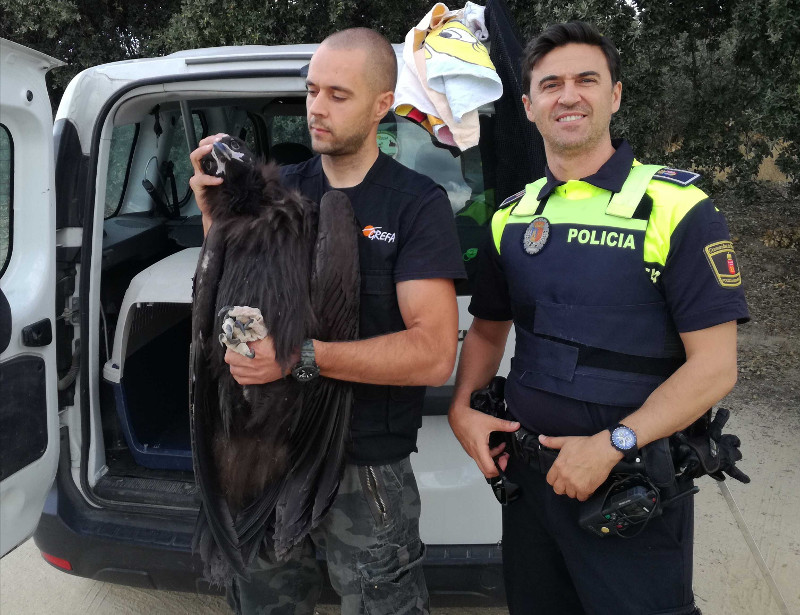 Un miembro del Equipo de Rescate de GREFA y un agente de la Policía Local de Pozuelo de Alarcón (Madrid), con el buitre negro rescatado.
