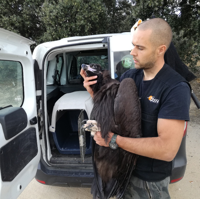 Un miembro del Equipo de Rescate de GREFA sostiene al buitre negro rescatado en Pozuelo de Alarcón.