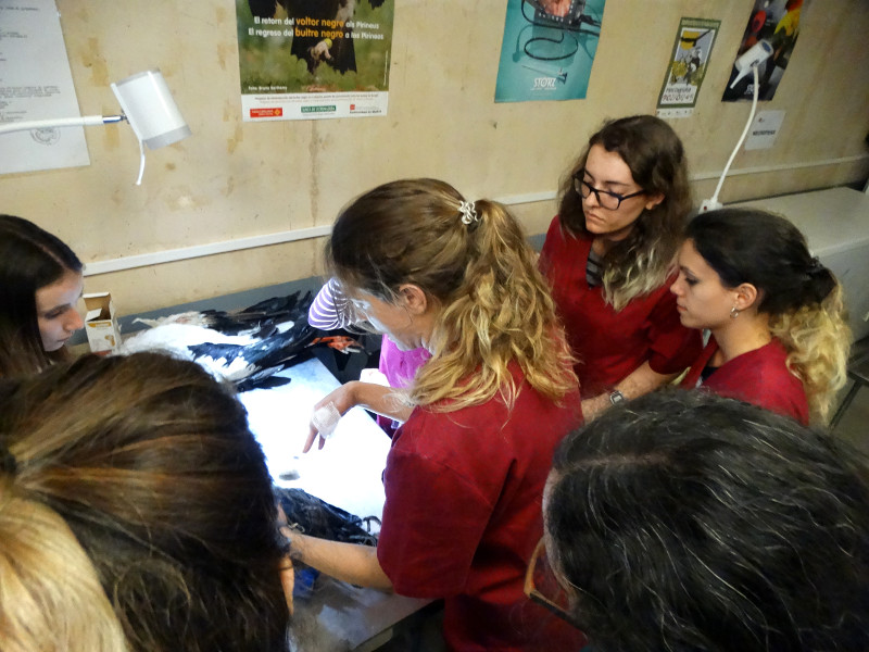 Varias voluntarias de la enfermería de GREFA atienden a las explicaciones para realizar un vendaje a un animal ingresado en nuestro hospital de fauna.