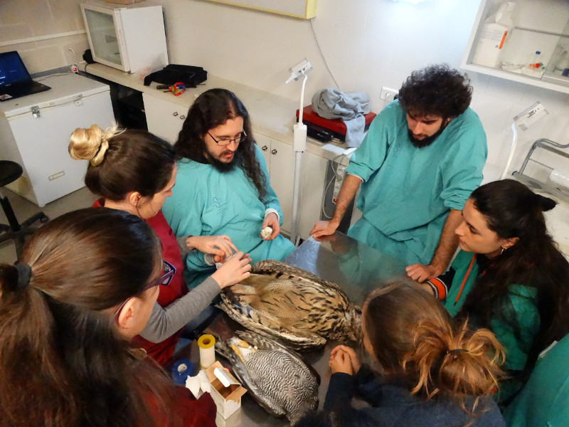 Practicas de vendaje por parte de los asistentes a los seminarios promovidos desde el Hospital de Fauna de GREFA para los voluntarios.