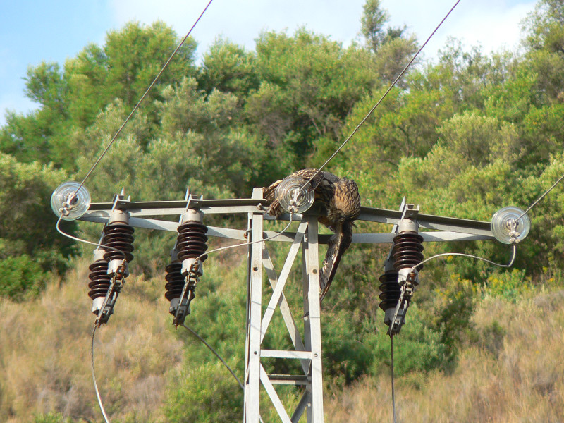 Búho real electrocutado y colgado del apoyo de un tendido eléctrico. Foto: AEAFMA / Plataforma SOS Tendidos Eléctricos.