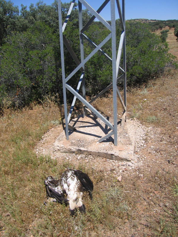 Águila real junto al apoyo del tendido eléctrico en el que murió electrocutada. Foto: Plataforma SOS Tendidos Eléctricos.