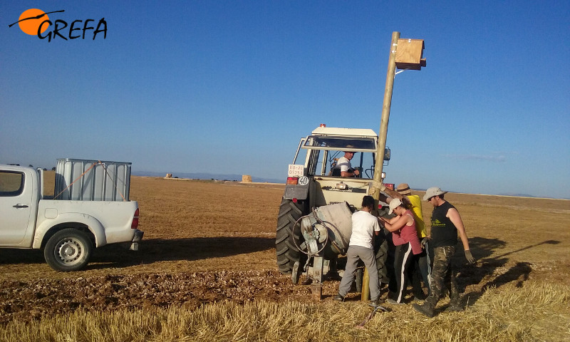 Vecinos de Villafruela (Burgos) y voluntarios instalan una caja nido para rapaces depredadoras de topillo. Foto: GREFA.