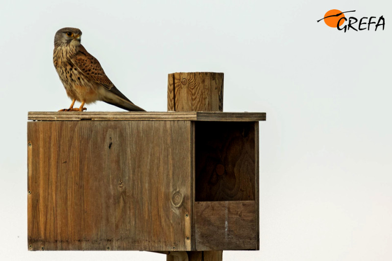 Macho de cernícalo vulgar posada en una caja nido instalada en Villafruela (Burgos) para el control biológico del topillo. Foto: Alberto Álvarez / GREFA.