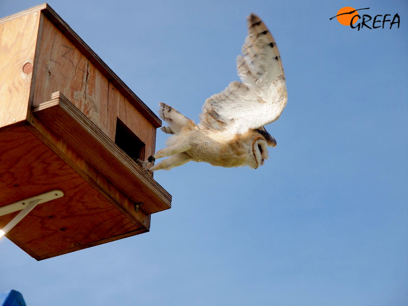 Una lechuza común sale de una caja nido instalada en Villafruela (Burgos) para el control biológico del topillo. Foto: Daniel Álvarez / GREFA.