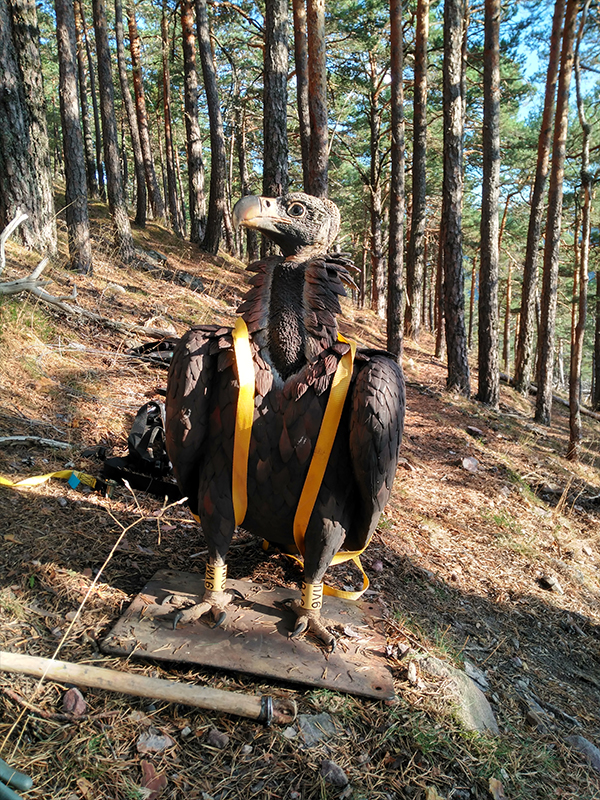 Así de bien pintaba el señuelo de buitre negro antes de ser colocado en la plataforma-nido de la Sierra de la Demanda elegida para el efecto.