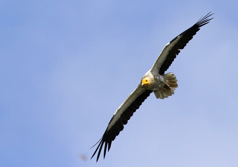 Alimoche en vuelo. Foto: Wildmishra / Wikicommons