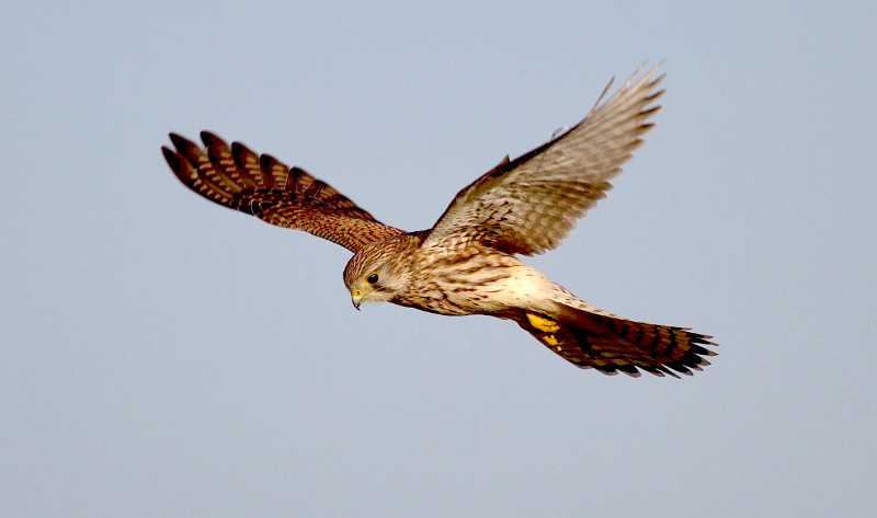 Hembra de cernícalo vulgar en vuelo. Esta especie es una de las más beneficiadas por nuestro proyecto de control biológico de plagas. Foto: Frebeck / Wikicommons.