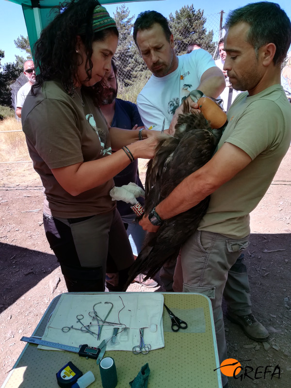 Momento del marcaje con un emisor GPS de un buitre negro.