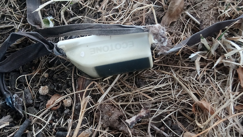 Monento del hallazgo del emisor GPS del milano real "Gerónimo", ejemplar adulto al que se le desprendió este dispositivo.