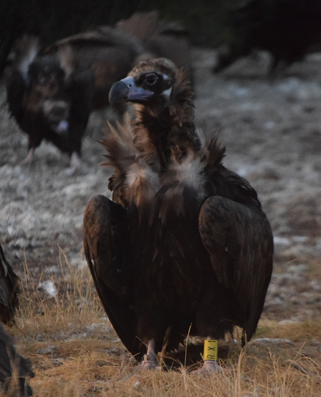 Este buitre negro procedente del Sistema Central se ha asentado en la zona burgalesa donde estamos recuperando la población de la especie.