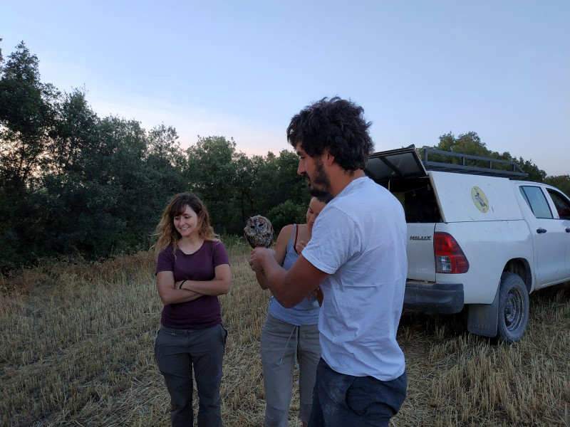 Un trabajador de GREFA sostiene el cárabo que fue liberado en un monte con quejigos de Villafruela (Burgos).