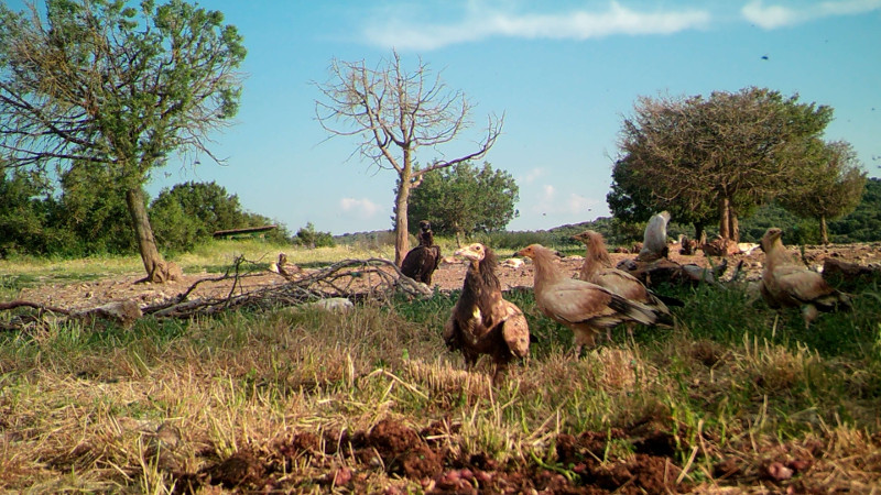 Imagen de fototrampeo en el comedero para buitres del Refugio de Rapaces de Montejo (Segovia), en la que se observan varios alimoches. Fue el lugar elegido para capturar a un ejemplar adulto de la especie para su marcaje con GPS.