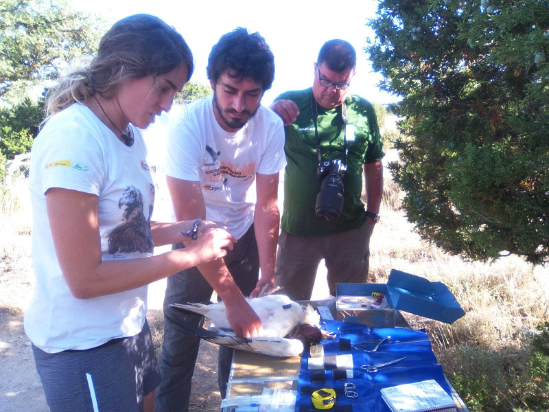 Revisión veterinaria del alimoche adulto marcado en el Refugio de Rapaces de Montejo.