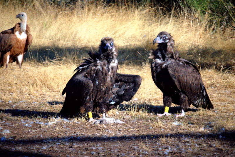 "Antonio" (a la derecha) fotografiado en el PAE de Huerta de Arriba (Burgos), en compañía de "Arámol", otro buitre negro reintroducido en la Sierra de la Demanda.