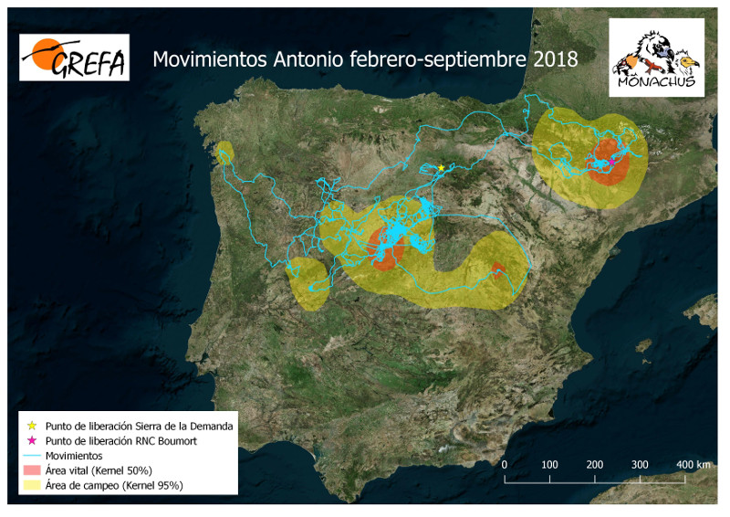 Mapa de los movimientos del buitre negro Antonio durante su dispersión