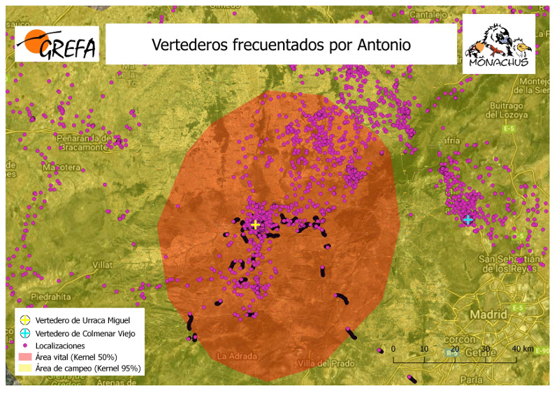 Vertederos frecuentados por el buitre negro Antonio