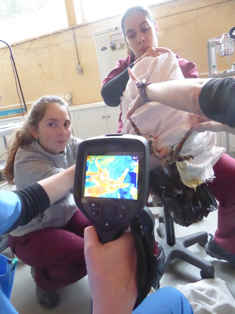 El equipo de Goupil Connexion, durante el examen termográfico de un animal en nuestro hospital de fauna.