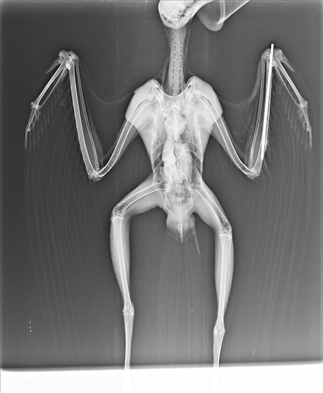 Radiografía del aguilucho lagunero con las fracturas del ala dañada ya resueltas, justo antes de retirar la aguja intramedular que hubo que introducirle.