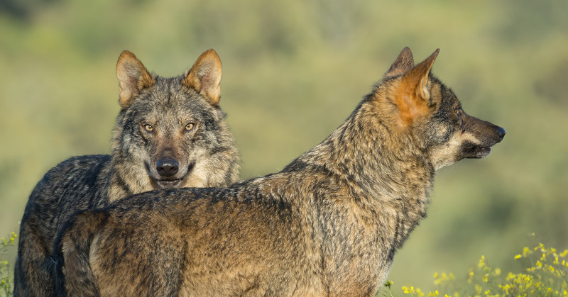 Dos lobos en régimen de semicautividad utilizados para filmar algunas imágenes de "Barbacana, la huella del lobo".