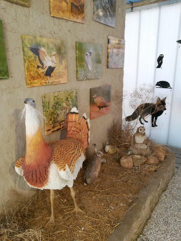 Espacio dedicado a las aves esteparias y agrícolas del centro de interpretación que gestionamos en Villalar.