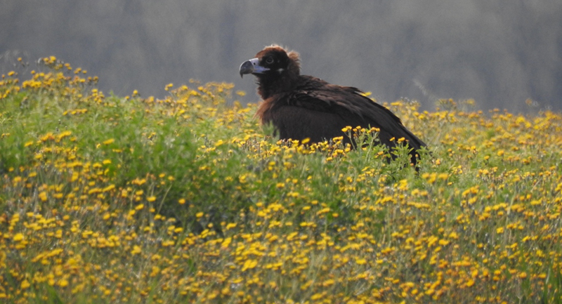 El buitre negro "Ametlla" en los terrenos del aeropuerto de Girona, poco antes de su captura. Foto: Aeropuerto de Girona