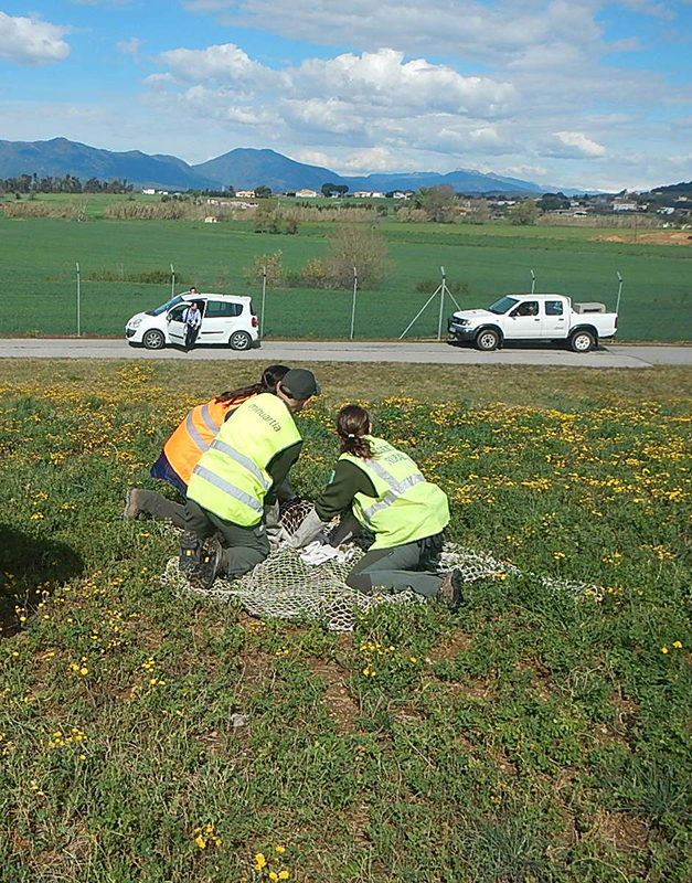 Momento de la captura de "Ametlla" en el entorno del aeropuerto de Girona. Foto: Aeropuerto de Girona.