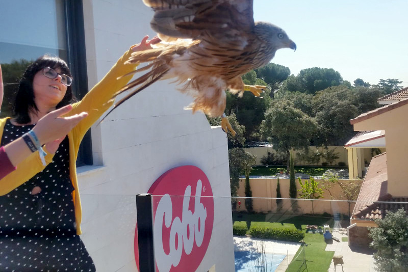 Momento de la suelta del milano real "Cobby" en la sede de COBB Española, cerca de Pozuelo de Alarcón (Madrid).