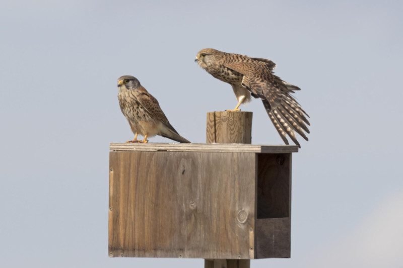 Pareja de cernícalos vulgares sobre una caja nido instalada por nuestro proyecto de control biológico del proyecto.