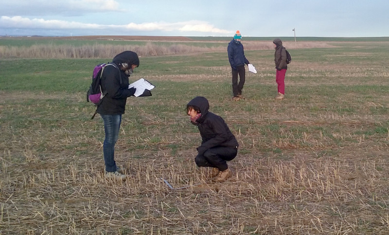 Voluntarios y miembros de GREFA e IREC participan en un muestreo de topillos en Melgar de Fernamental (Burgos). 