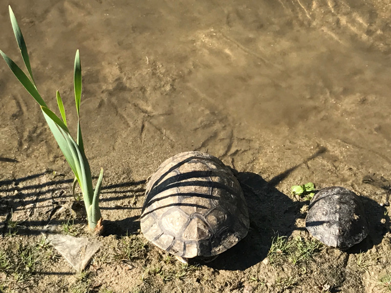 Otra imagen de dos de los galápagos leprosos liberados en Madrid Río.