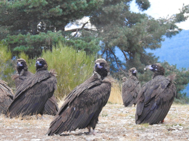 Buitres negros en la zona de reintroducción de la Sierra de la Demanda, ubicada en el municipio de Huerta de Arriba (Burgos). Foto: GREFA / Proyecto Gypaetus Monachus.