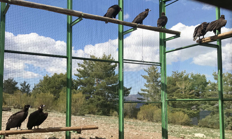 Buitres negros en un jaulón de aclimatación del municipio de Huerta de Arriba (Burgos), en la Sierra de la Demanda, desde donde serán liberados próximamente.