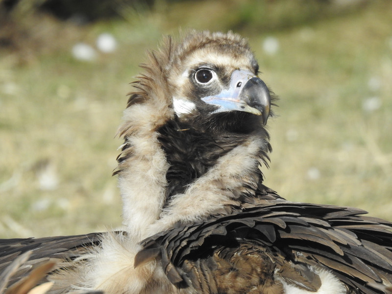 Primer plano de "Rogelio", uno de los buitres negros que viven en la zona de recuperación de la especie creada en la Sierra de la Demanda burgalesa.