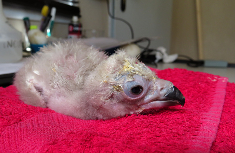 Primer pollo de buitre negro nacido en 2019 en el centro de cría de GREFA.