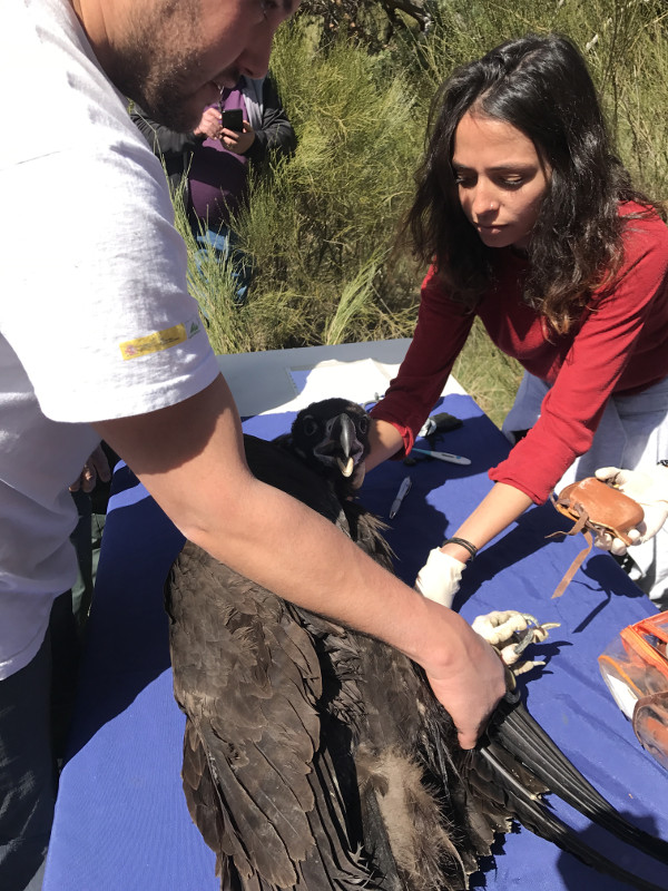 Momento de la revisión de uno de los buitres negros antes de meterlo en el jaulón de aclimatación.