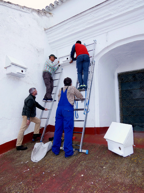 Nuestros compañeros de GREFA-Andalucía en plena faena de colocar nidales en la iglesia de Fernán Núñez.