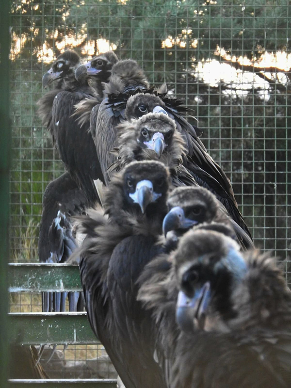 Buitres negros emplazados en un jaulón de Huerta de Arriba (Burgos), donde estas aves pasan una fase de aclimatación de varios meses, previa a su liberación en la Sierra de la Demanda.