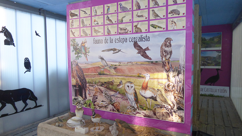 Interior del módulo del centro de interpretación destinado a poner en valor la fauna asociada a las estepas cerealistas.