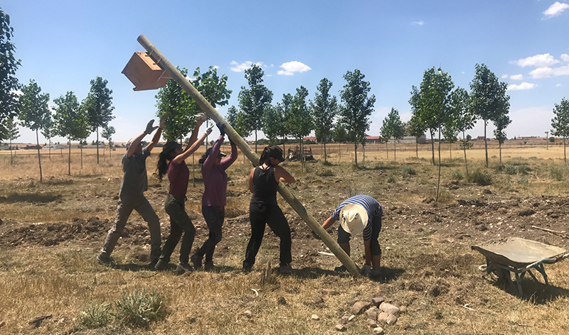 Voluntarios de GREFA colocan una caja nido para lechuzas en Campo de San Pedro (Segovia).